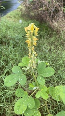 Crotalaria retusa