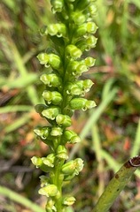 Microtis arenaria