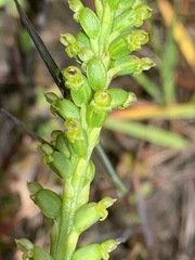 Microtis arenaria