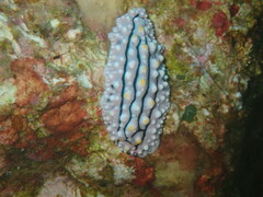 Phyllidia elegans