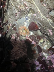 Anthopleura artemisia