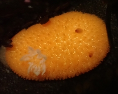 Acanthodoris lutea