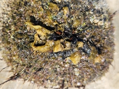 Leathesia marina