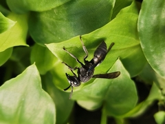 Allorhynchium argentatum