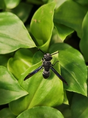 Allorhynchium argentatum