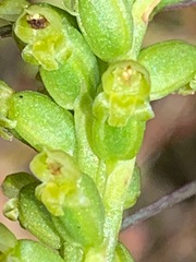 Microtis arenaria