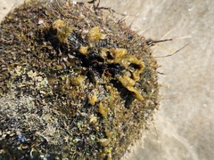 Leathesia marina