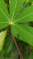 Myrmhopla