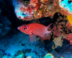 Sargocentron caudimaculatum