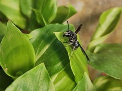 Allorhynchium argentatum
