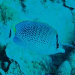 Chaetodon guttatissimus