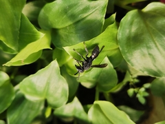 Allorhynchium argentatum