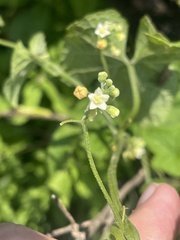 Zehneria scabra
