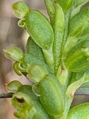 Microtis arenaria