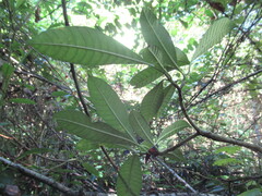 Tabernaemontana alba