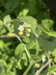 Zehneria scabra