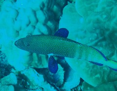 Cephalopholis argus