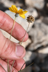Thelesperma ambiguum