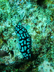 Phyllidiella pustulosa