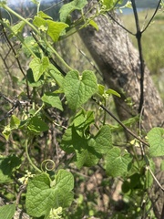 Zehneria scabra