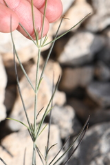 Thelesperma ambiguum