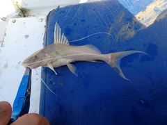 Siluriformes