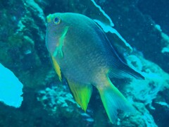 Amblyglyphidodon aureus