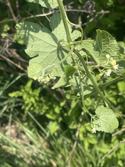 Zehneria scabra