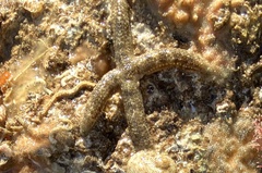 Allostichaster polyplax