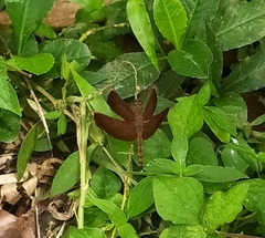 Neurothemis terminata