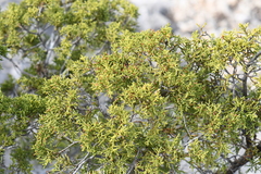 Juniperus ashei
