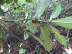 Tabernaemontana alba