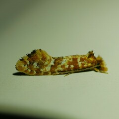 Moerarchis pyrochroa