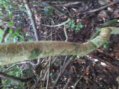 Tabernaemontana alba