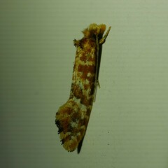 Moerarchis pyrochroa