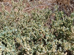 Atriplex muelleri