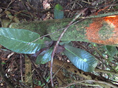 Tabernaemontana alba