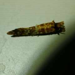 Moerarchis pyrochroa