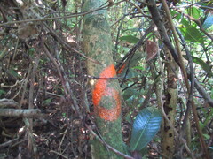 Tabernaemontana alba