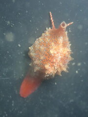 Pseudopusula californiana