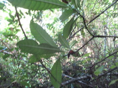 Tabernaemontana alba