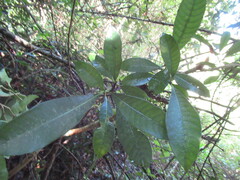 Tabernaemontana alba