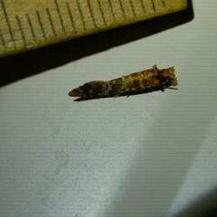 Moerarchis pyrochroa