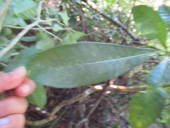 Tabernaemontana alba