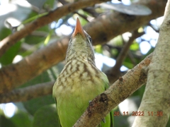Psilopogon viridis