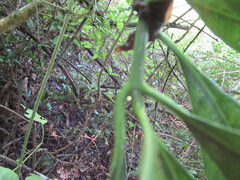 Tabernaemontana alba