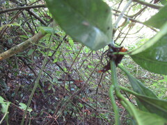 Tabernaemontana alba