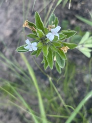 Dyschoriste setigera