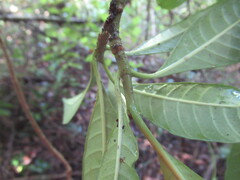 Tabernaemontana alba