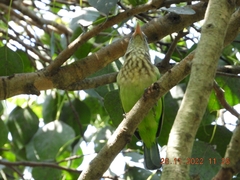 Psilopogon viridis